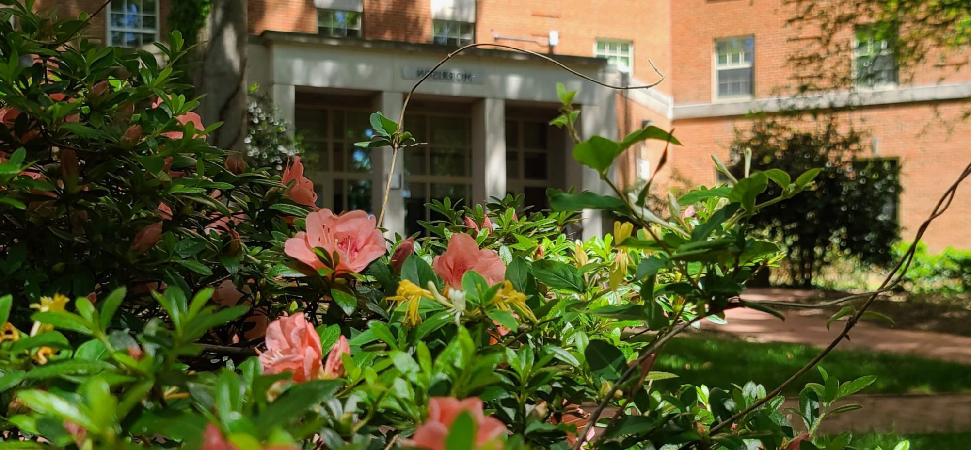 Pink flowers in front of Morrison Residence Hall