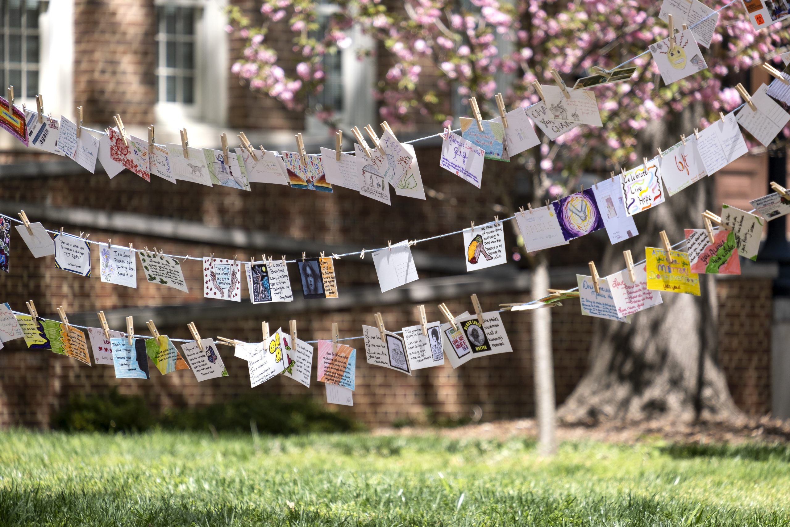 Postcards are strung up on a lawn in front of a tree with pink flowers. After creating and designing postcards with the Carolina staff across campus through the month of March, Arts Everywhere presents all the collected staff postcards in a special exhibit entitled I was Here: Postcards from the Pandemic, during the sixth annual Arts Everywhere Day on the campus of the University of North Carolina at Chapel Hill. April 8, 2022. (Jon Gardiner/UNC-Chapel Hill)